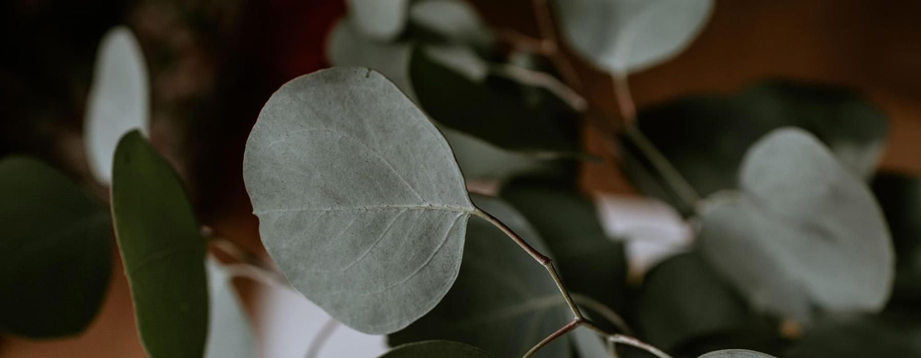 close up of a plant in vase